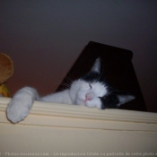 Photo de Chat domestique