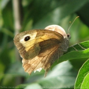 Photo de Papillon