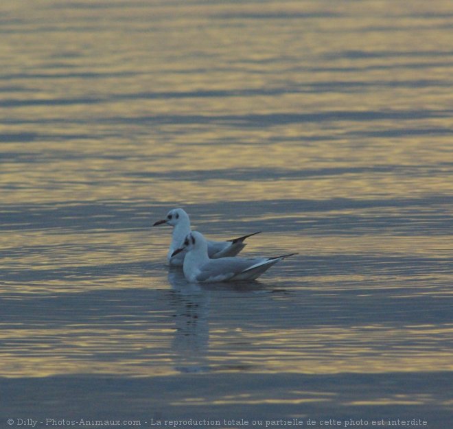 Photo de Mouette