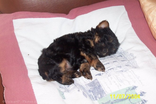 Photo de Yorkshire terrier