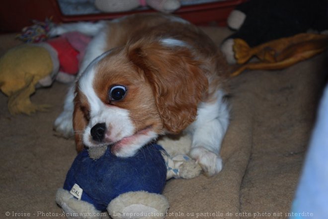 Photo de Cavalier king charles spaniel