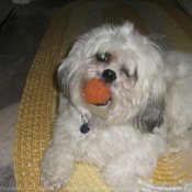 Photo de Shih tzu