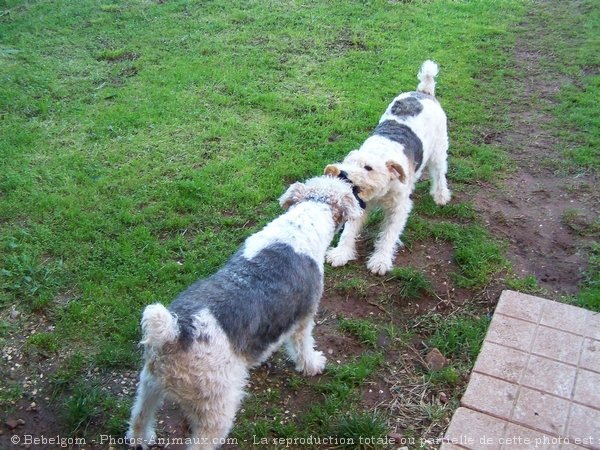 Photo de Fox terrier  poil dur