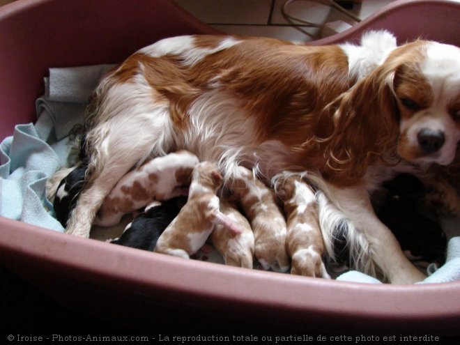 Photo de Cavalier king charles spaniel