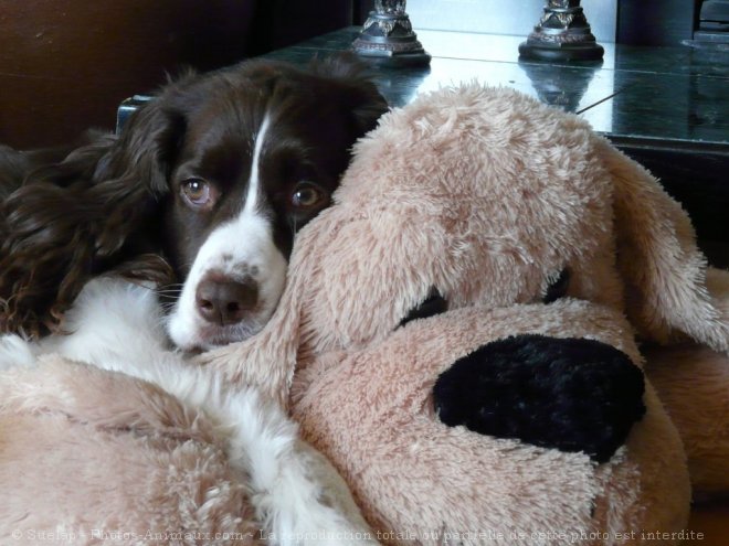 Photo d'English springer spaniel