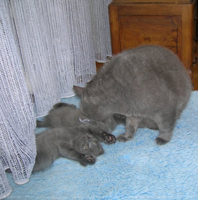 Photo de Chartreux