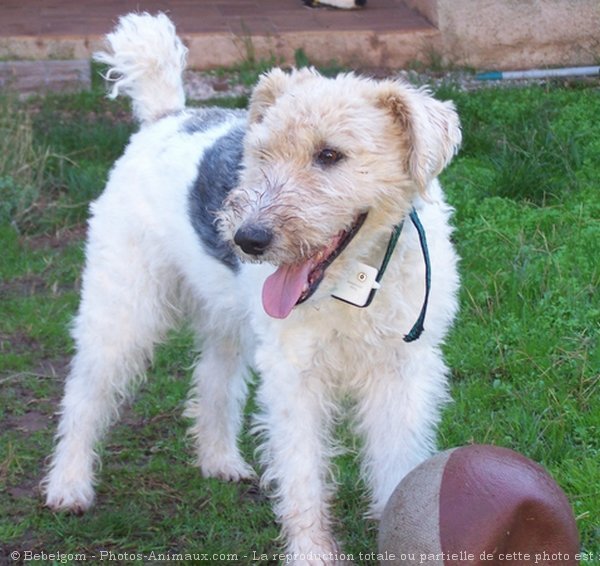 Photo de Fox terrier  poil dur