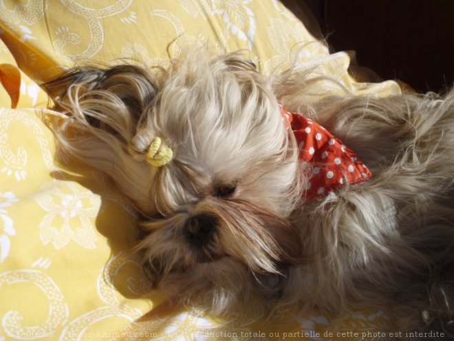 Photo de Shih tzu