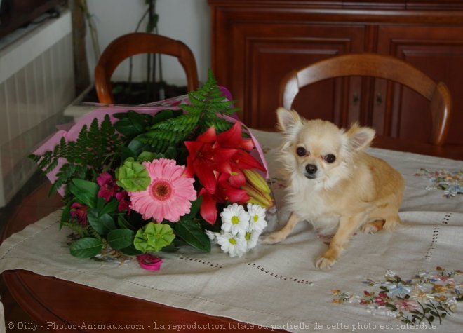 Photo de Chihuahua  poil long