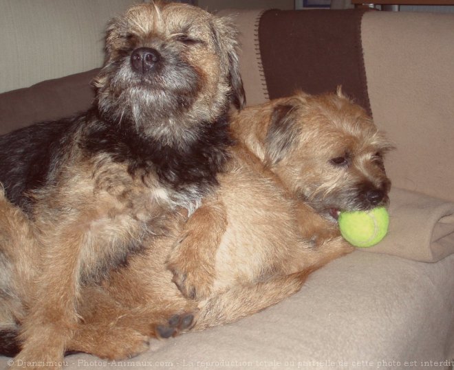 Photo de Border terrier