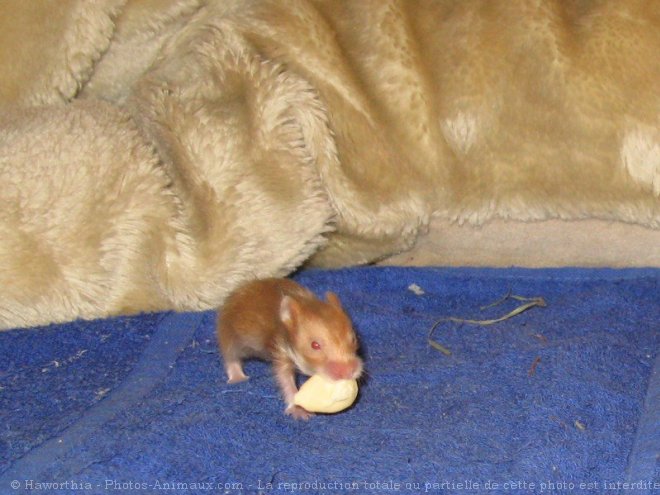 Photo de Hamster