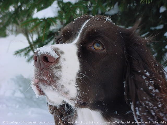 Photo d'English springer spaniel