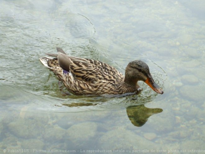 Photo de Canard colvert