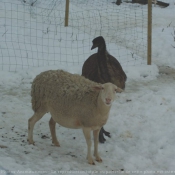 Photo de Races diffrentes