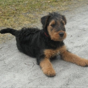 Photo d'Airedale terrier