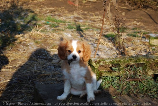 Photo de Cavalier king charles spaniel