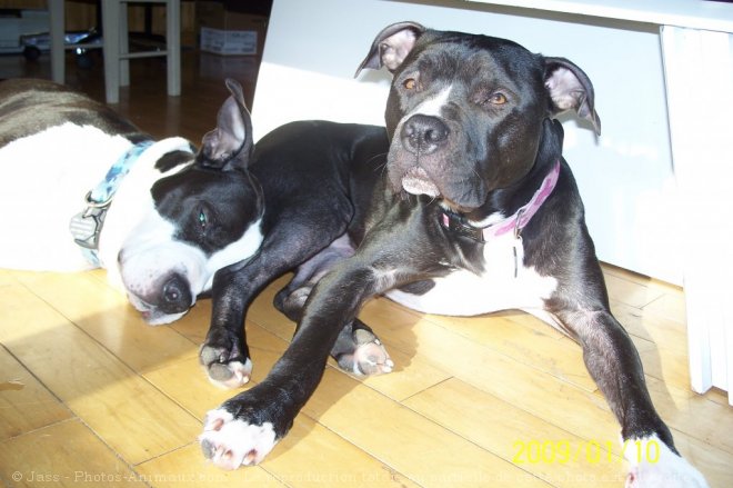 Photo d'American staffordshire terrier