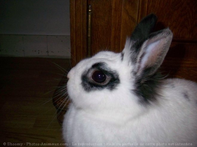 Photo de Lapin