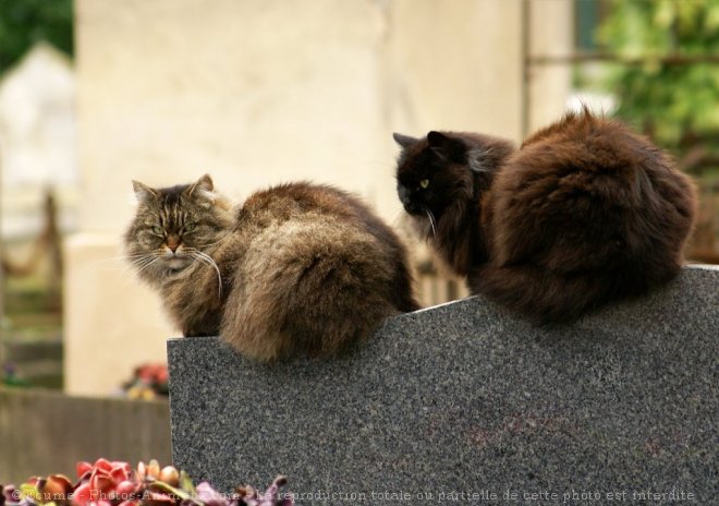 Photo de Chat domestique