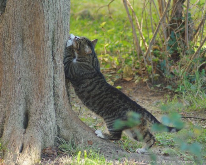 Photo de Chat domestique