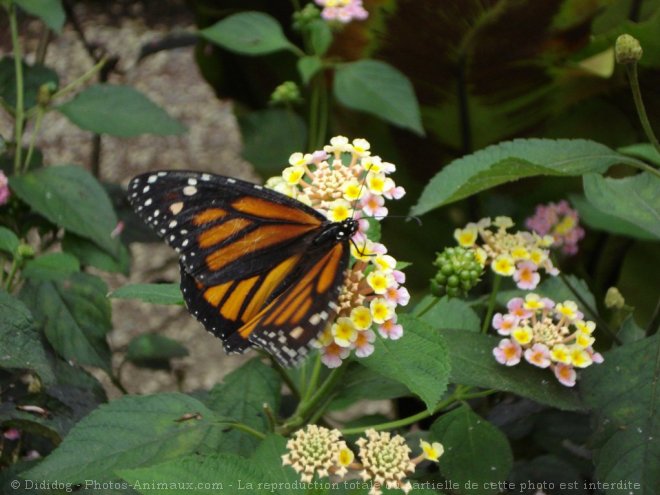 Photo de Papillon