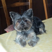 Photo de Yorkshire terrier