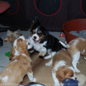 Photo de Cavalier king charles spaniel