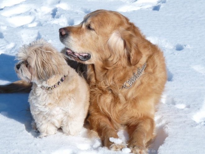 Photo de Races diffrentes