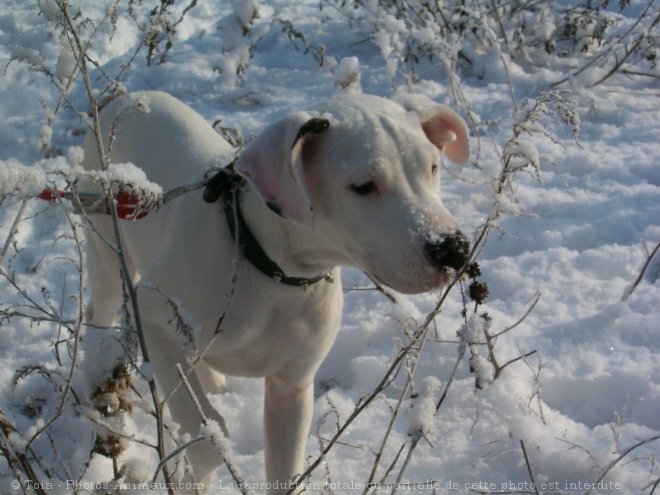 Photo de Dogue argentin