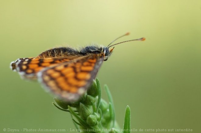 Photo de Papillon