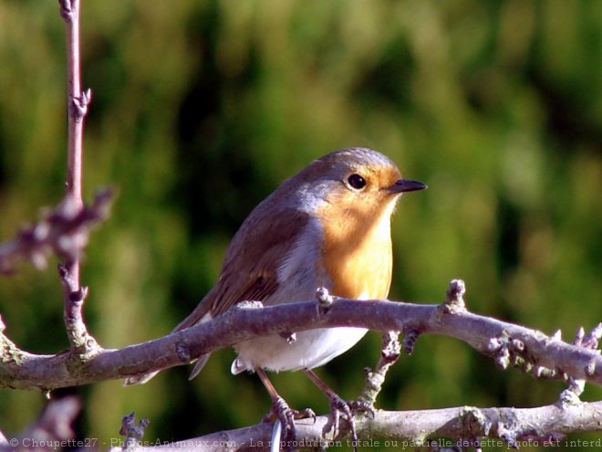 Photo de Rouge gorge