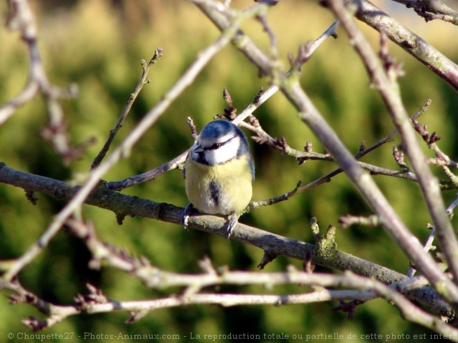 Photo de Msange bleue