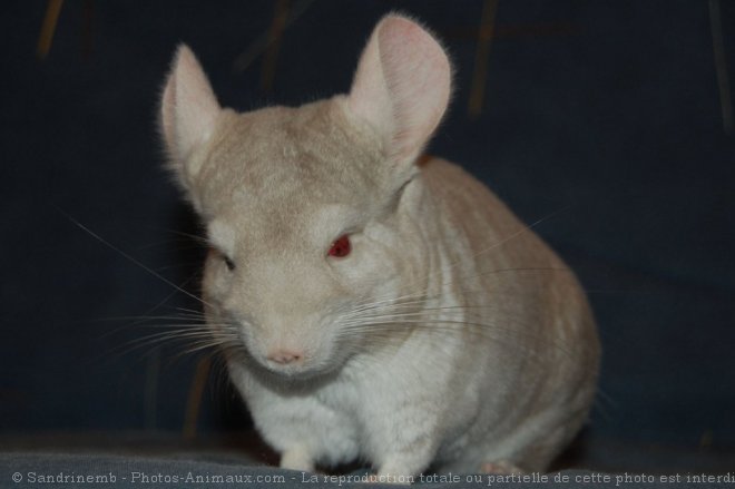 Photo de Chinchilla