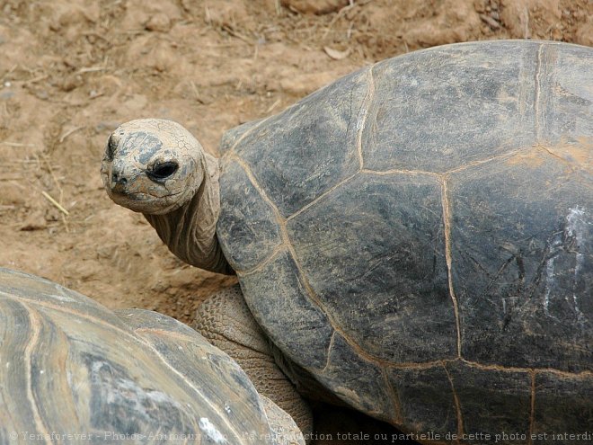 Photo de Tortue