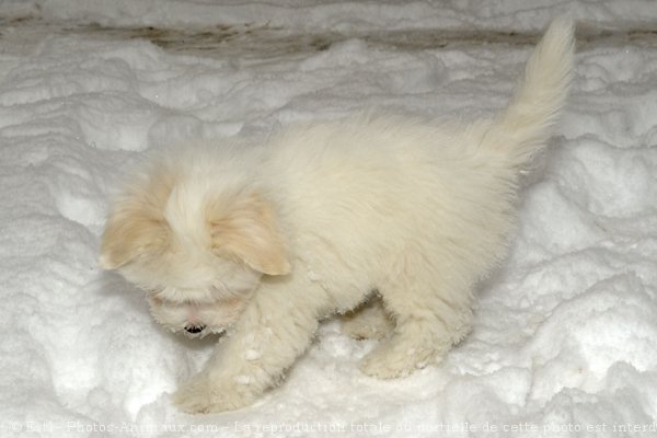 Photo de Coton de tulear