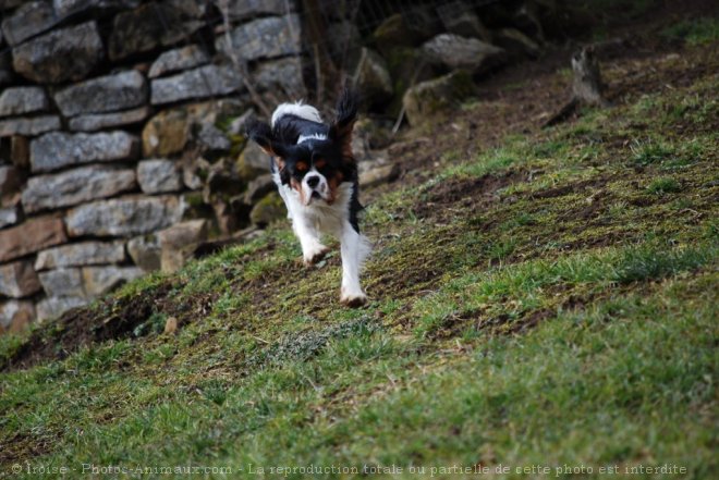 Photo de Cavalier king charles spaniel