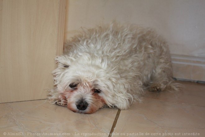 Photo de Bichon maltais