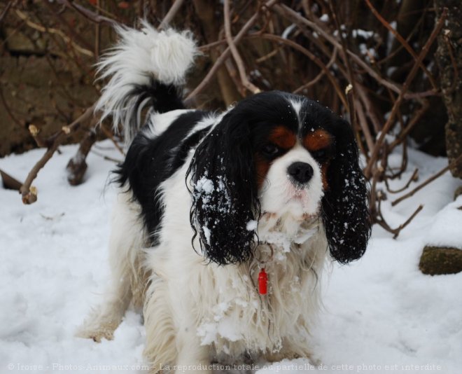 Photo de Cavalier king charles spaniel