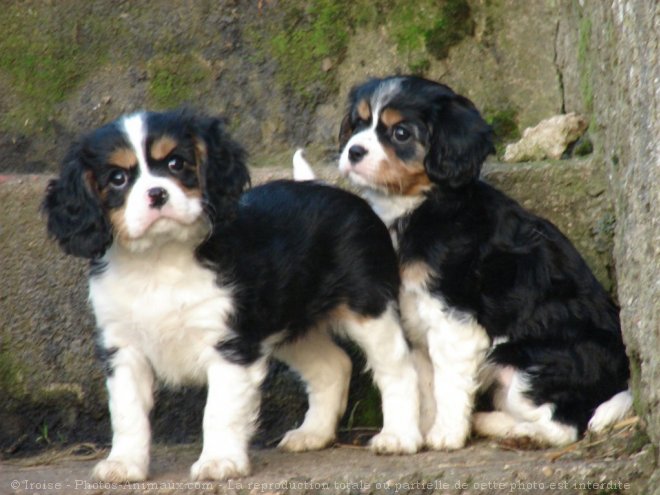 Photo de Cavalier king charles spaniel