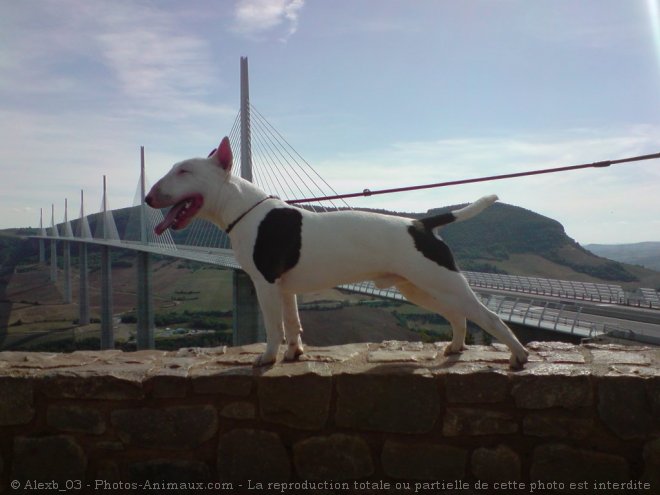 Photo de Bull terrier miniature