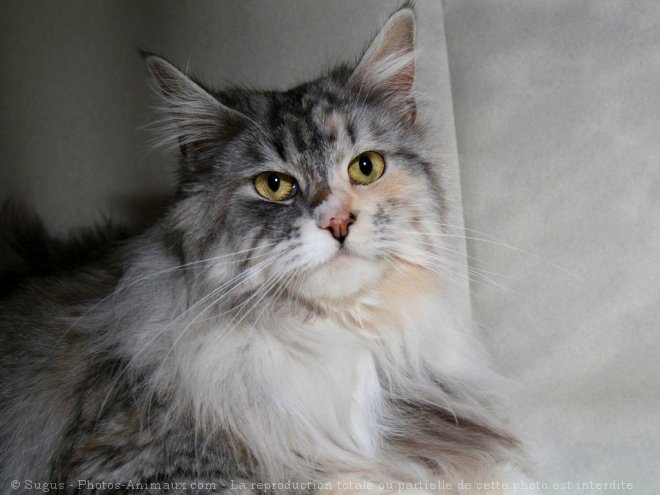 Photo de Maine coon