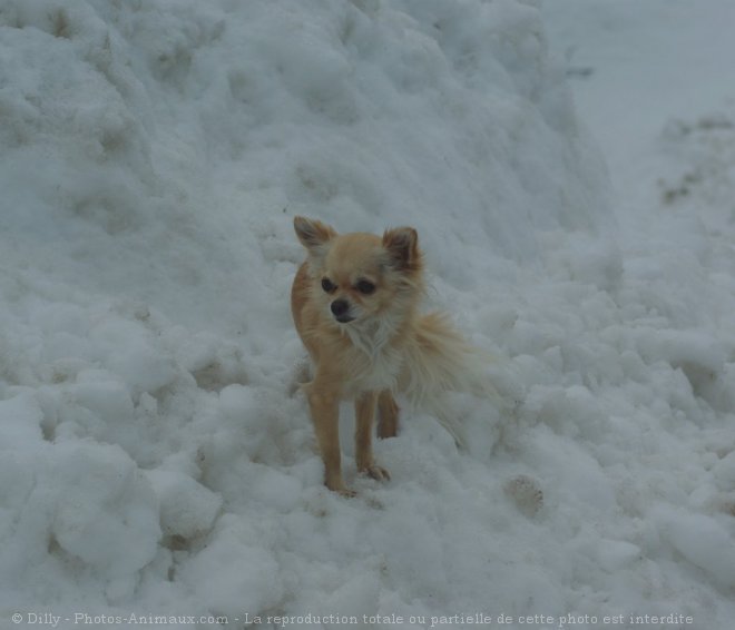 Photo de Chihuahua  poil long