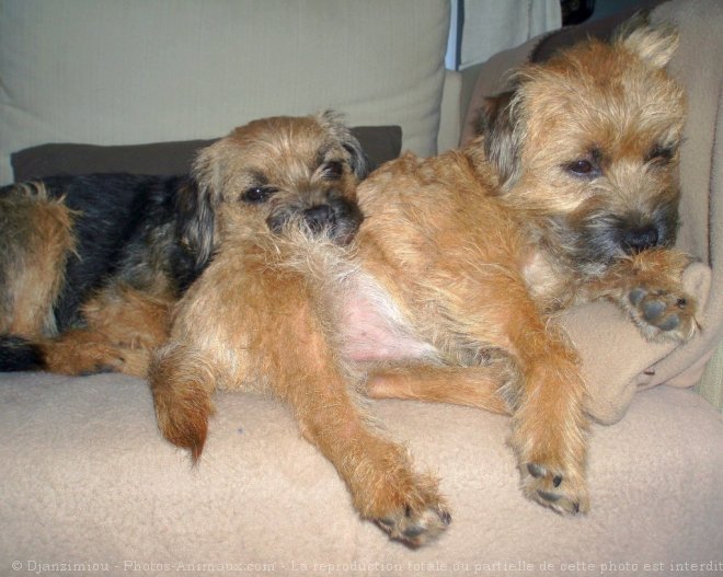 Photo de Border terrier