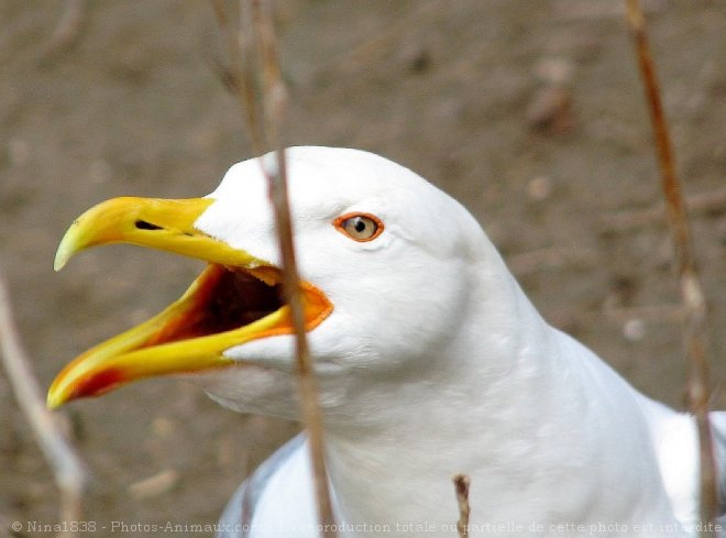 Photo de Mouette