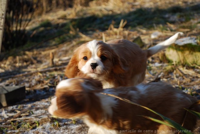 Photo de Cavalier king charles spaniel