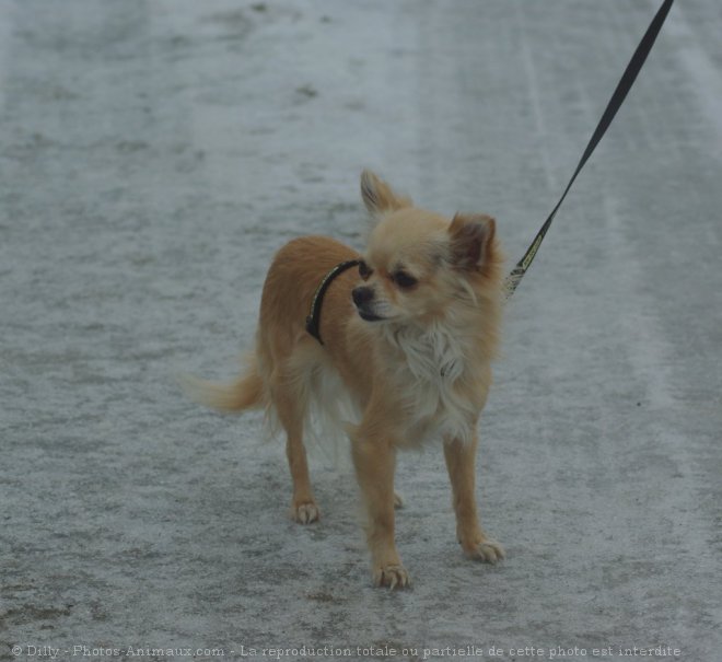 Photo de Chihuahua  poil long