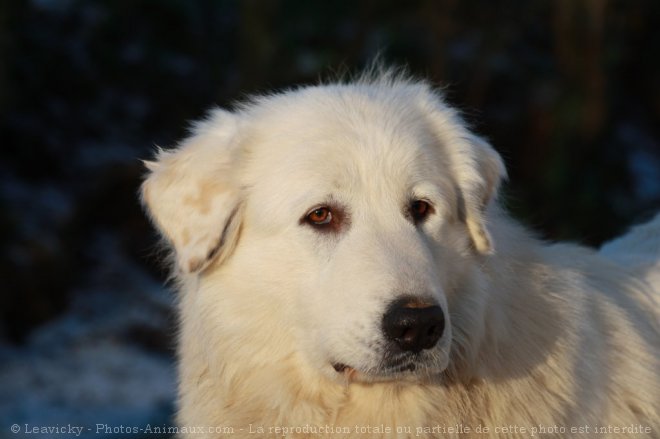 Photo de Chien de montagne des pyrnes