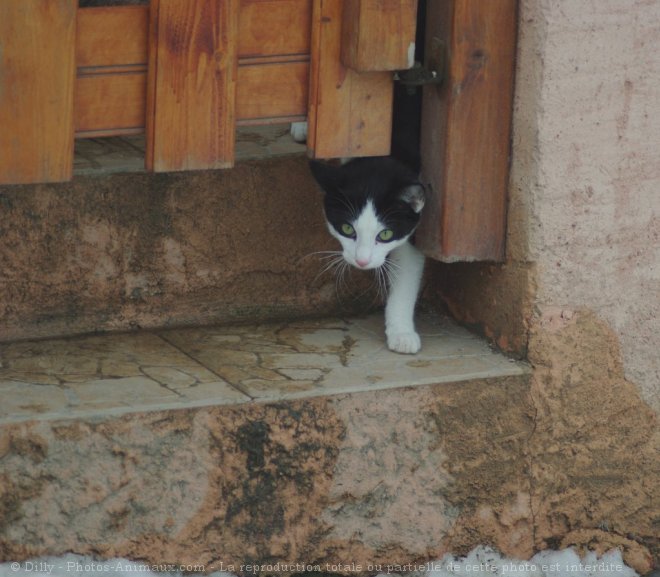 Photo de Chat domestique