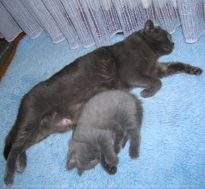 Photo de Chartreux