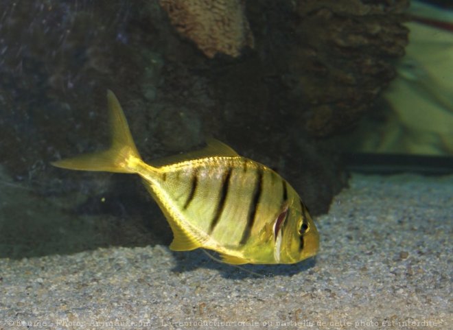 Photo de Poissons exotiques